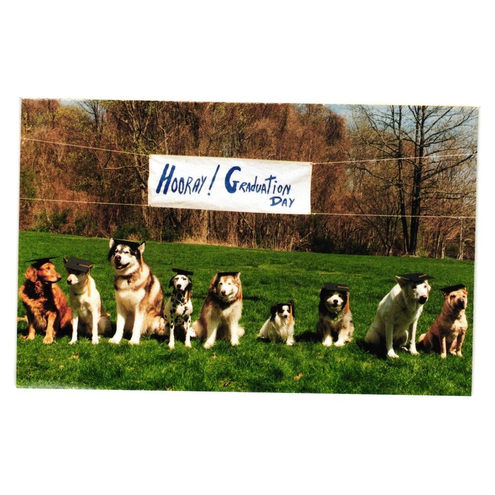 Hooray Graduation Day Dog Postcard